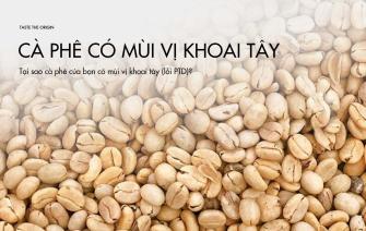 Tại sao cà phê của bạn có mùi vị khoai tây (lỗi PTD)?