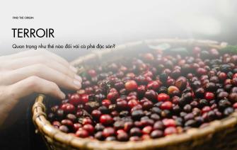 Terroir quan trọng như thế nào đối với cà phê đặc sản?