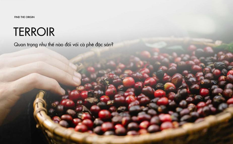 Terroir quan trọng như thế nào đối với cà phê đặc sản?