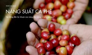 Năng suất tác động đến lợi nhuận của nông dân trồng cà phê thế nào?