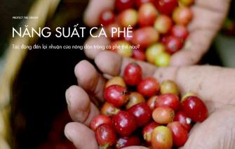 Năng suất tác động đến lợi nhuận của nông dân trồng cà phê thế nào?