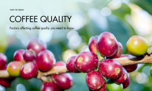 Factors affecting coffee quality you need to know