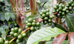 Is AC1 coffee really a natural coffee without caffeine?