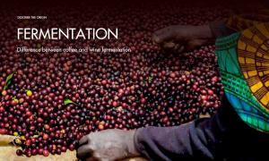 Difference between coffee and wine fermentation