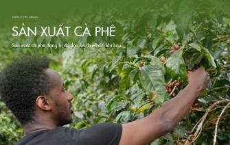 Sản xuất cà phê đang bị đe dọa bởi biến đổi khí hậu