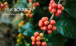 Pink Bourbon – Tiềm năng mới của thế giới cà phê đặc sản