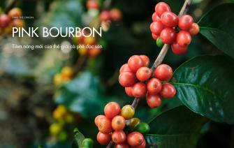 Pink Bourbon – Tiềm năng mới của thế giới cà phê đặc sản