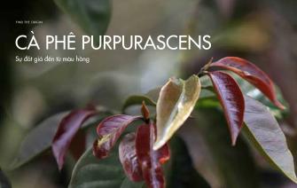 Cà phê đột biến purpurascens – Sự đắt giá đến từ màu hồng