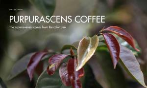 Purpurascens coffee – The price comes from the pink color