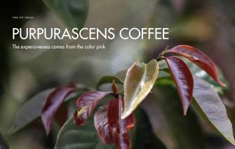 Purpurascens coffee – The price comes from the pink color