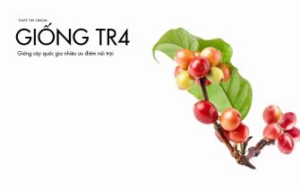 Giống cà phê thực sinh TR4 – Giống cây quốc gia nhiều ưu điểm nổi trội