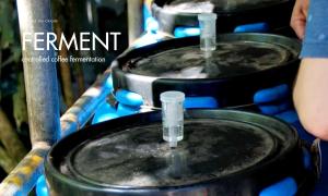 Controlled coffee fermentation paved the way for the development of experimental processing