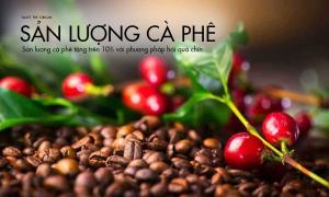 Sản lượng cà phê tăng trên 10% với phương pháp hái quả chín