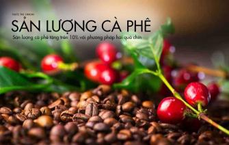 Sản lượng cà phê tăng trên 10% với phương pháp hái quả chín