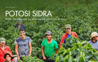 Potosi Sidra #0334 – Coffee lot with all the characteristics of the Valle del Cauca region