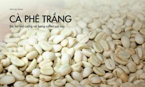 Cà phê trắng – Sức hút khó cưỡng với lượng caffein cực cao