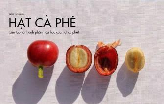 Bạn có biết cấu tạo và thành phần hóa học của hạt cà phê?
