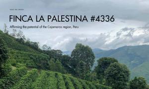 Finca La Palestina Gesha #4346 – Affirming the potential of the Cajamarca region, Peru