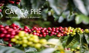 Cây cà phê cần những chất gì để phát triển?