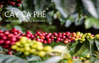 Cây cà phê cần những chất gì để phát triển?