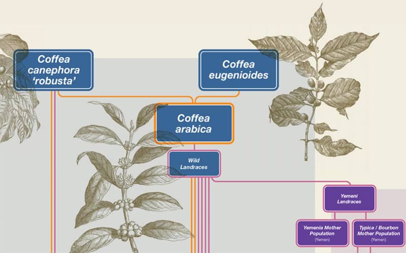 lịch sử và địa lý thế giới mới của giống cà phê Arabica