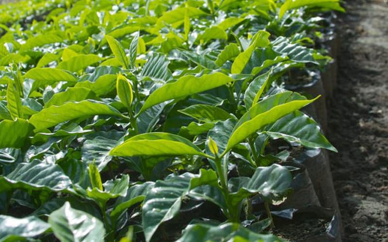 cà phê khử cafein tự nhiên