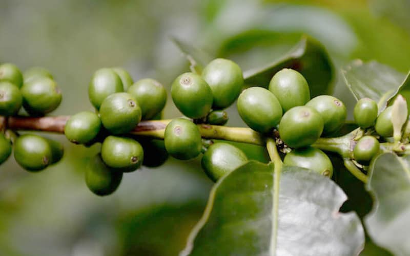 cà phê khử cafein tự nhiên
