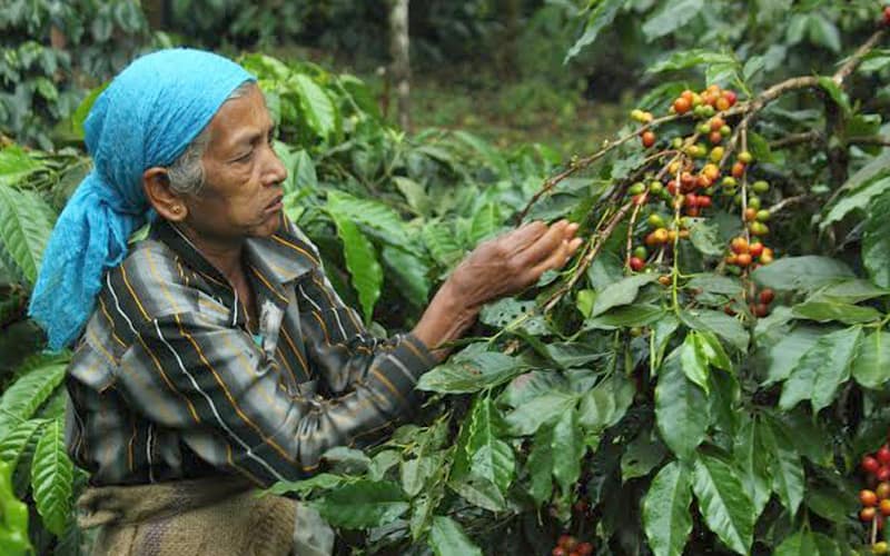 thu hoạch cà phê cơ giới hoá có chất lượng hơn thu hoạch thủ công