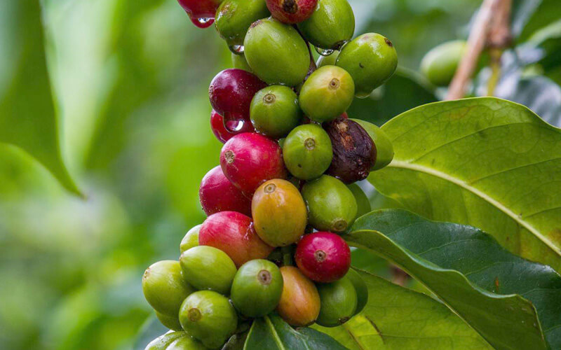 nhân giống cà phê Robusta