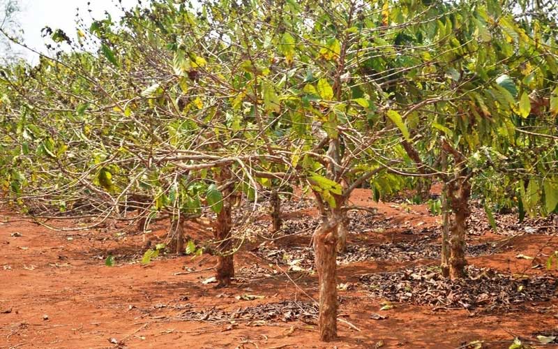 Biện pháp chống hạn cho cây cà phê