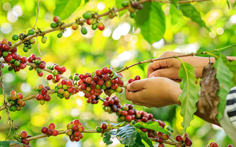 chiến lược bảo tồn cà phê toàn cầu