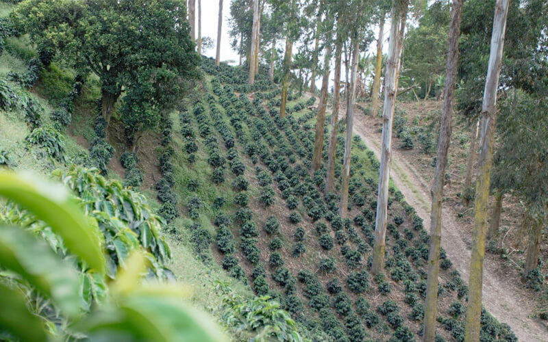 tiêu chuẩn cà phê mới