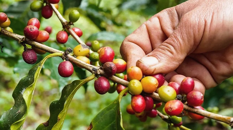 What exactly is coffee?