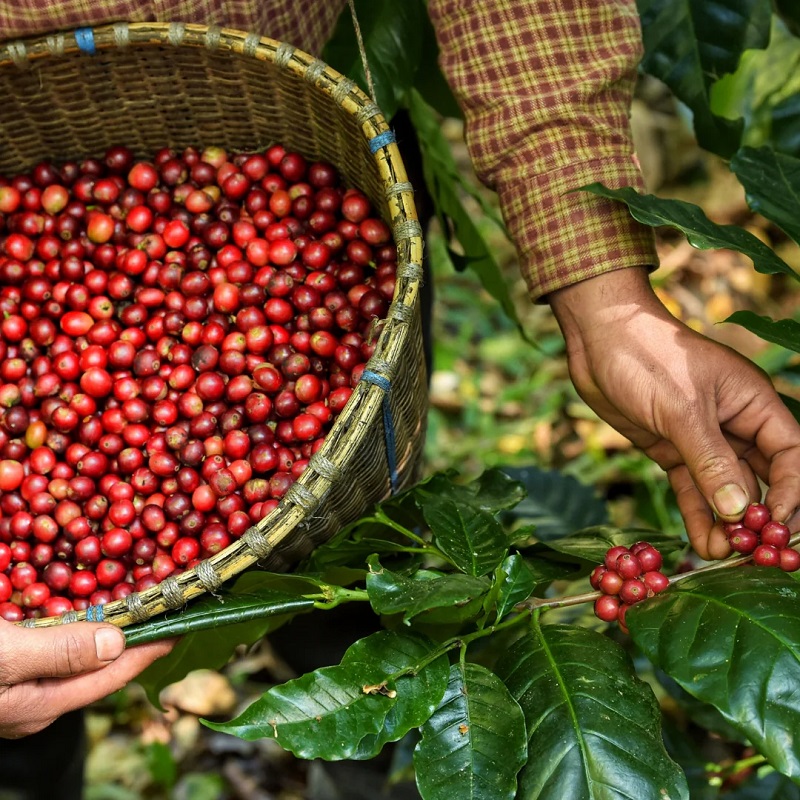 What is Coffee? The essence of enjoying life through art
