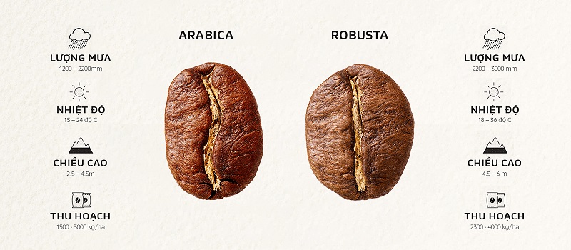 What exactly is coffee?