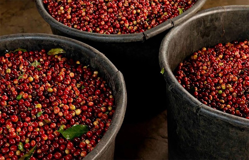 So sánh các khu vực trồng cà phê: Ảnh hưởng toàn cầu đến hương vị