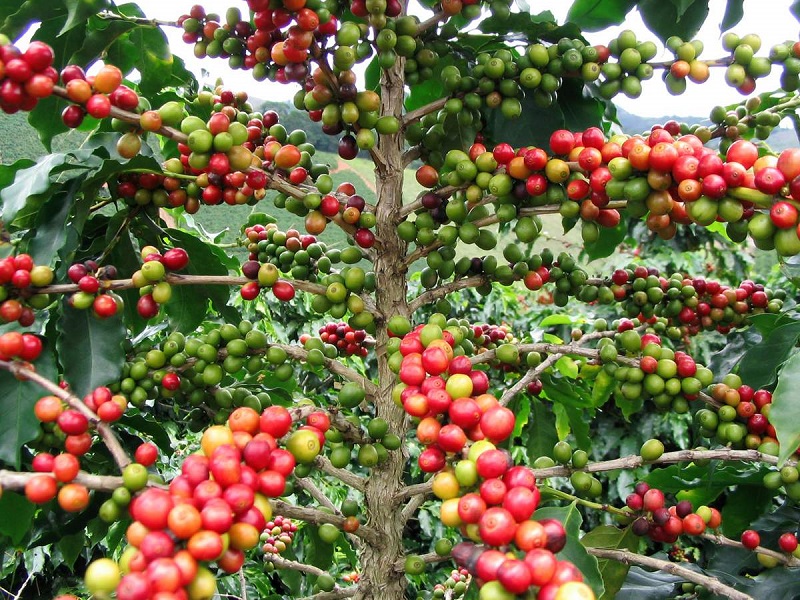 So sánh các khu vực trồng cà phê: Ảnh hưởng toàn cầu đến hương vị