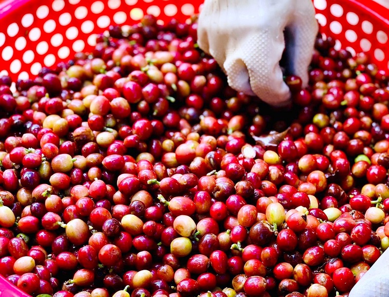 So sánh các khu vực trồng cà phê: Ảnh hưởng toàn cầu đến hương vị