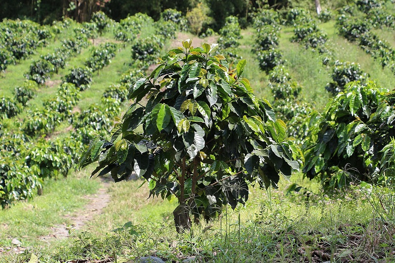 Coffe cultivation and harvesting: A dance of nature and humanity