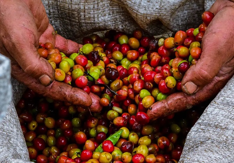 Coffe cultivation and harvesting: A dance of nature and humanity
