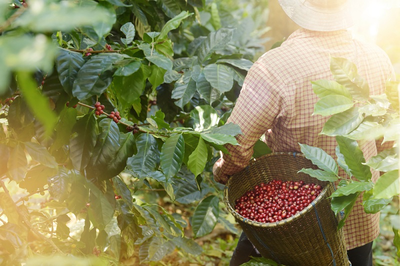Coffe cultivation and harvesting: A dance of nature and humanity