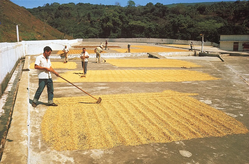 Sơ chế và rang xay cà phê: Nơi đam mê và tài năng hòa quyện