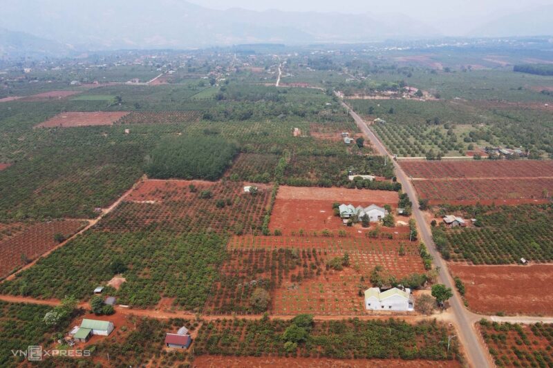 Giá hạt cà phê Robusta: Ảnh hưởng thị trường toàn cầu và người tiêu dùng