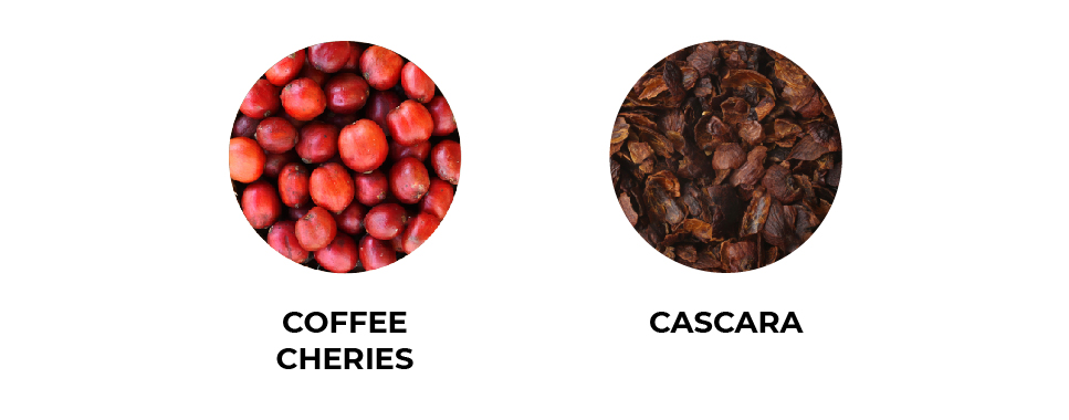 Cách thưởng thức cà phê Cascara: Nguồn gốc, cách pha chế đến những lợi ích sức khỏe