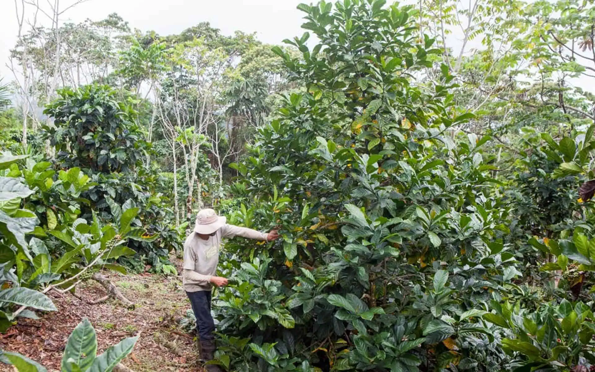 cà phê Cherry