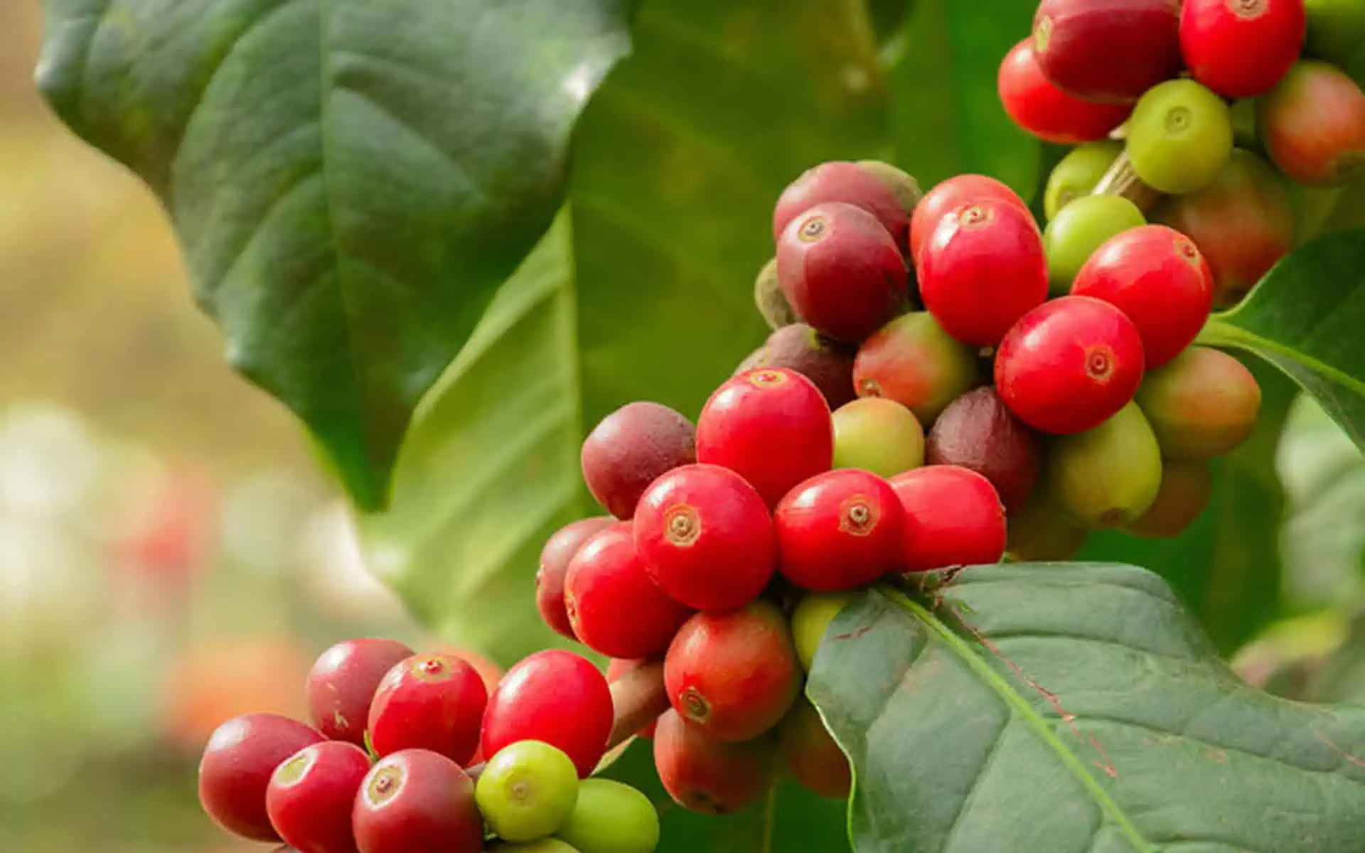 cà phê Cherry