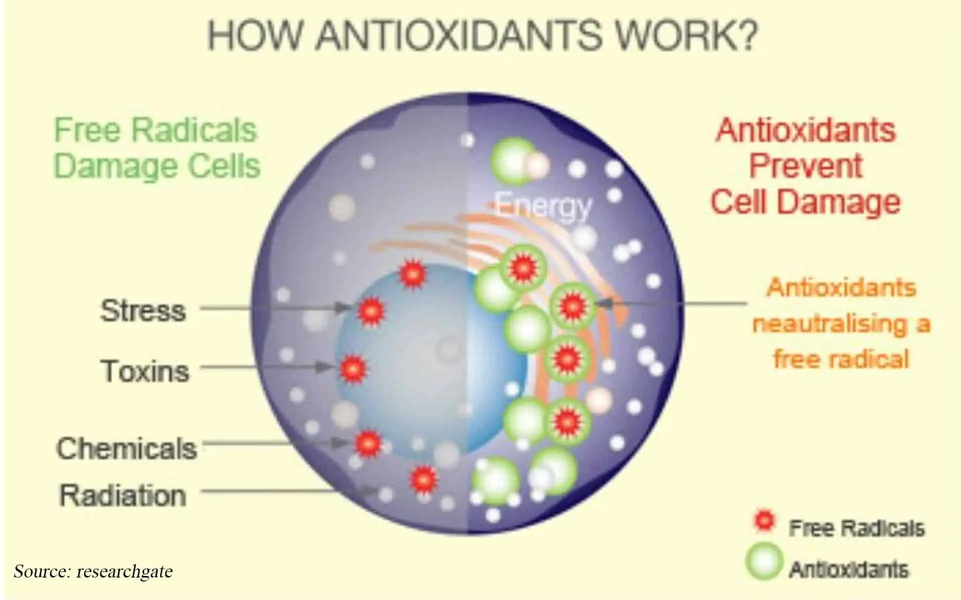 các chất chống oxy hóa trong cà phê