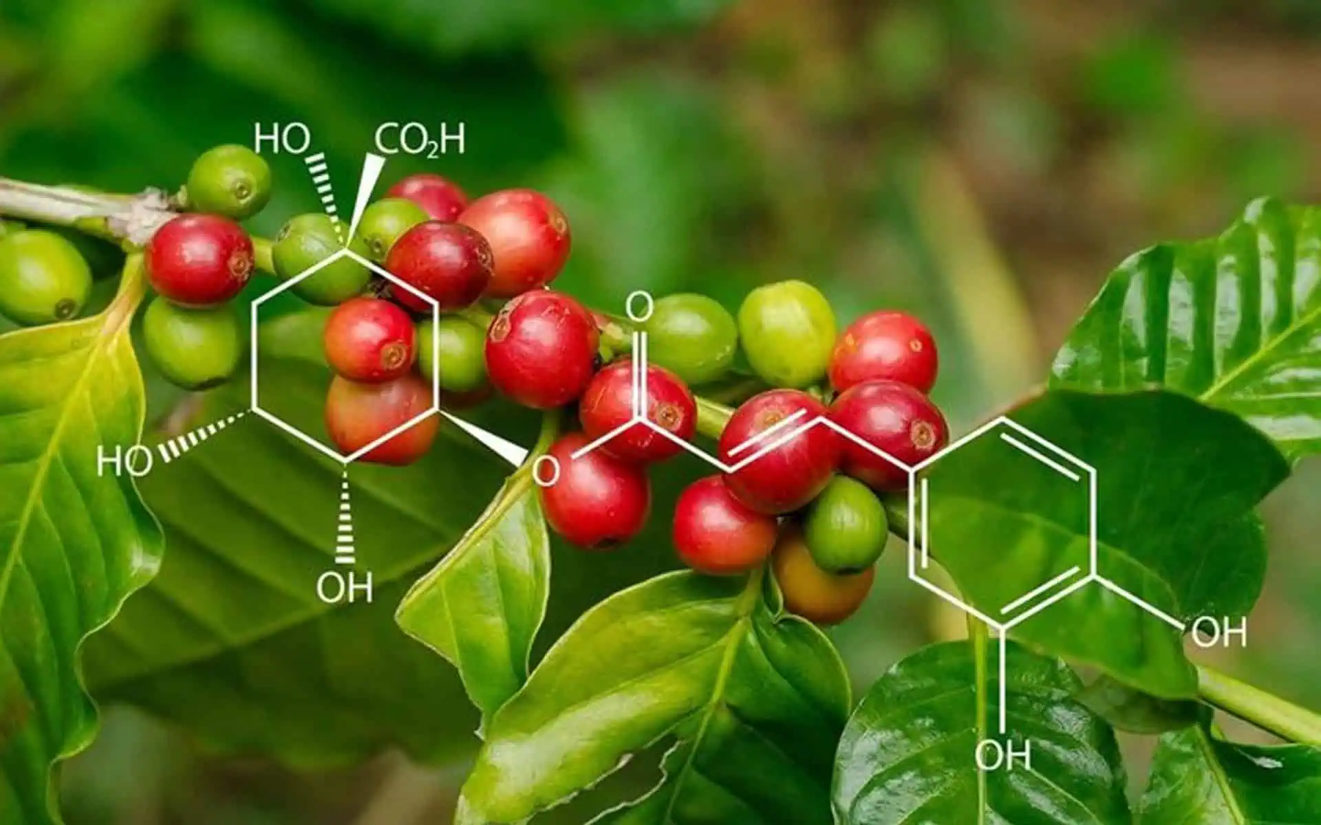 Uống cà phê tối ưu hóa lợi ích chống viêm