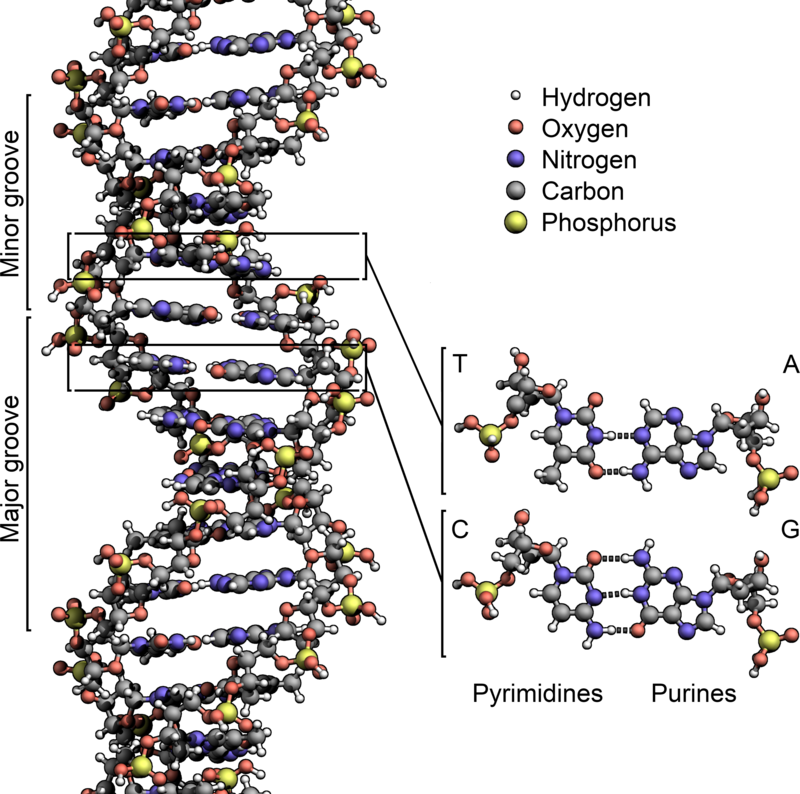 Khám phá lợi ích của cà phê giúp bảo vệ DNA con người