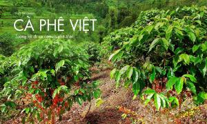 Tương lai tiến xa của cà phê Việt